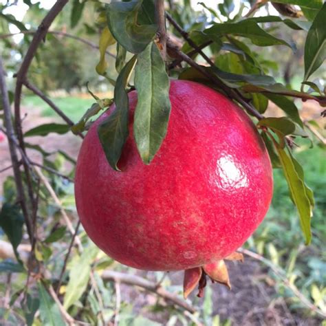 Giant Flame Pomegranate Tree Shipped In Soil By Burchell Nursery