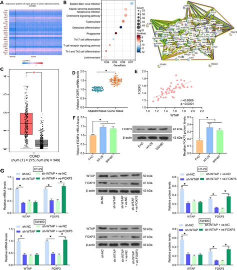 FOXP3 Is A Downstream Target Regulated By WTAP A Genes Showing