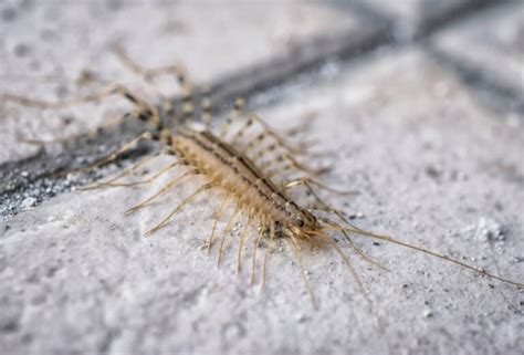 Scents That Centipedes Hate And How To Use Them Pest Pointers