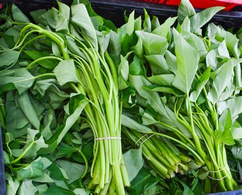 Kangkong Ong Choy Water Spinach Organic I Aquatica 20 Seeds