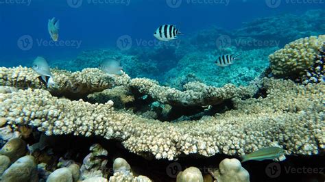 Beautiful coral reefs of the Red Sea. 11129172 Stock Photo at Vecteezy