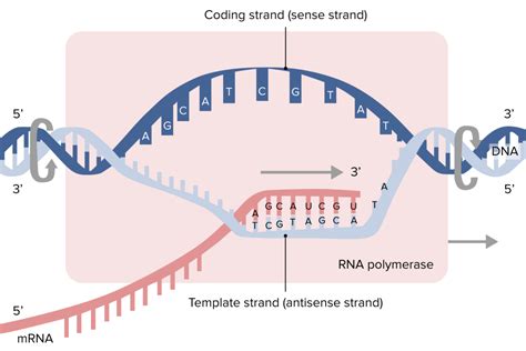 Stages Of Transcription Concise Medical Knowledge