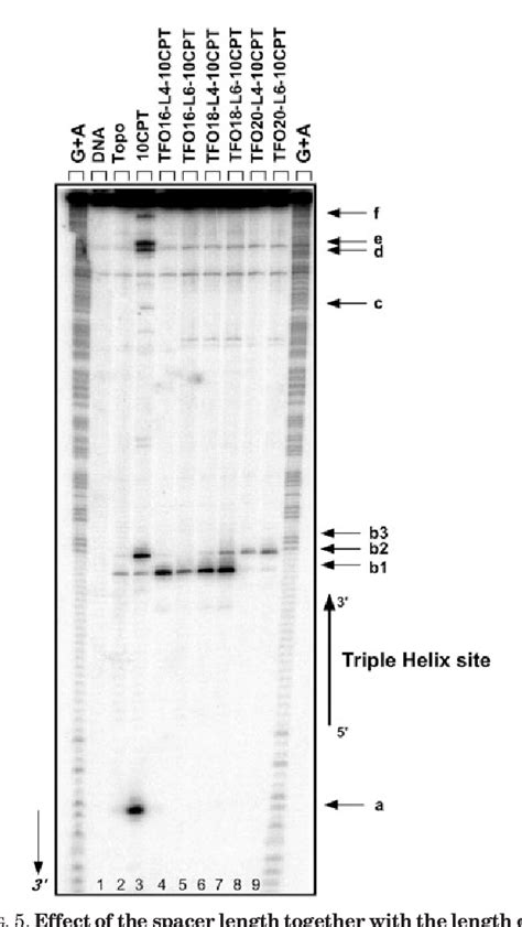 Figure 5 From Design And Optimization Of Camptothecin Conjugates Of Triple Helix Forming