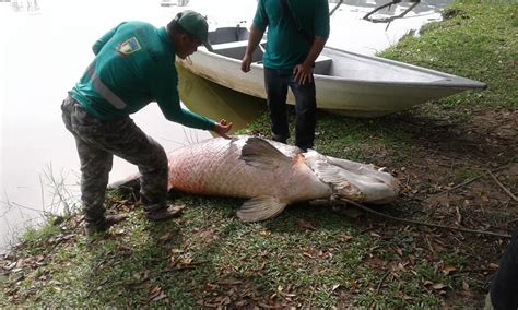 Ikan Gergasi Arapaima Ditemui Mati Di Tasik Bukit Padang