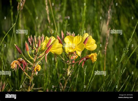 Evening Primrose (Oenothera) flowers in lovely yellow with new buds Stock Photo - Alamy