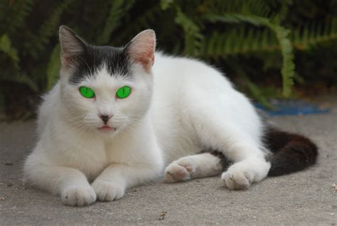 Cat green Free Photo Download | FreeImages