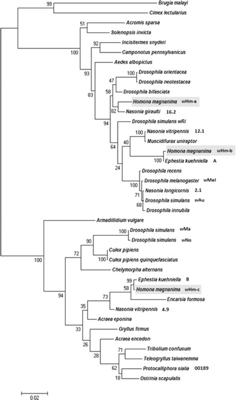 Phylogeny Of Wolbachia Based On Wsp And Mlst Gene Sequences