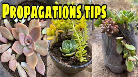 Propagations Tips How To Propagate Succulents Plants Youtube