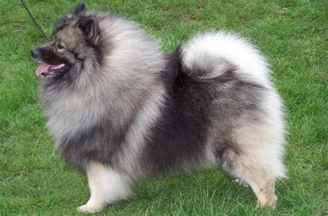 Keeshond Dog Breed Information and Pictures- PetGuide | PetGuide