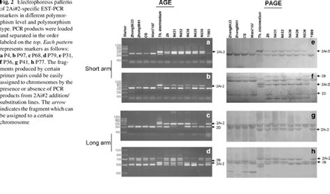 Physical Linkage Map Of Group 2 Chromosomes The Map Was Drawn With