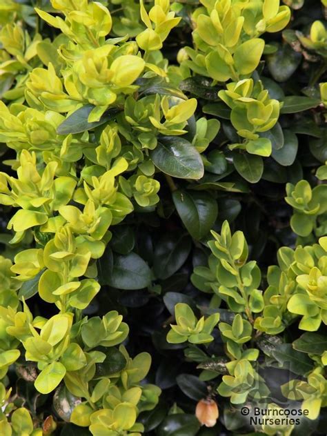 Buxus Sempervirens Suffruticosa From Burncoose Nurseries