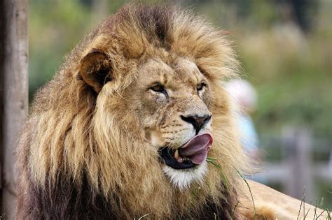 6,000+ Free Lion Pride & Lion Photos - Pixabay