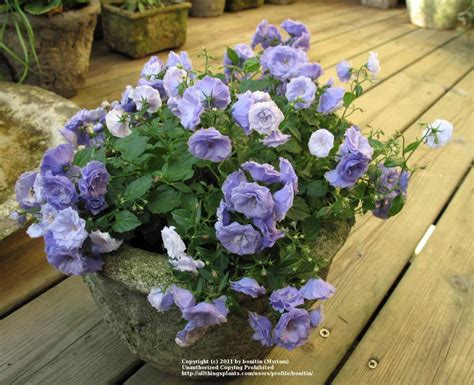 Photo Of The Entire Plant Of Bellflower Campanula X Haylodgensis