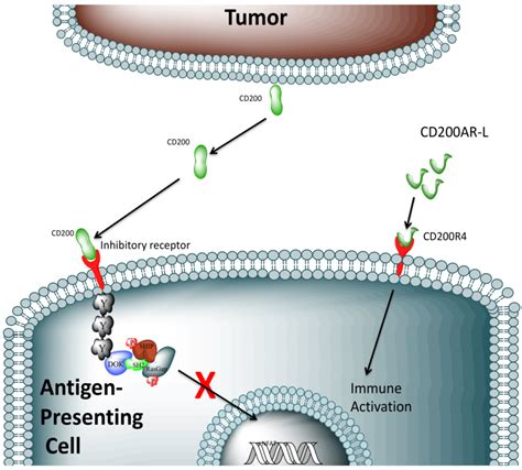 Experimental Model Full Length Cd200 Secreted From Tumor Cells Binds