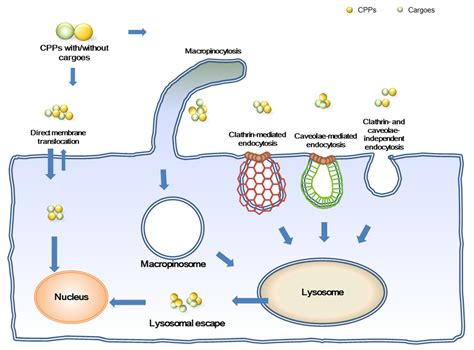 Membranes Free Full Text Bio Membrane Internalization Mechanisms Of