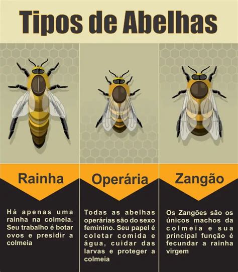 Espécies e Tipos de Abelhas Mundo Ecologia