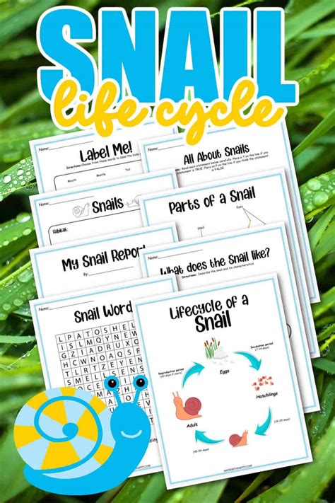 Snail Life Cycle Worksheets Made With Happy