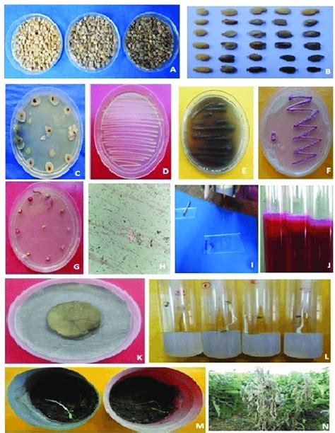 Isolation Identification And Infection Of Ralstonia Solanacearum In