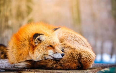 Cute sleeping red fox in winter | Premium Photo