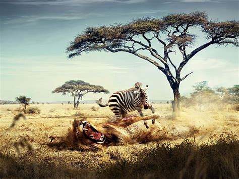 HD wallpaper: Zebra Eating A Lion, zebra and lion illustration, Animals ...