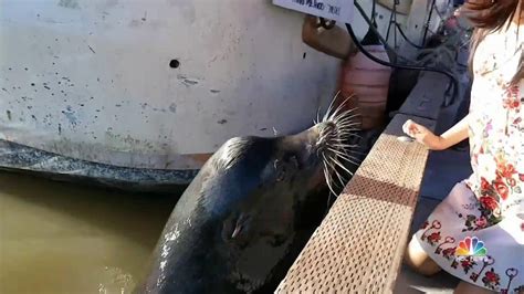 Girl Pulled Into Water by Sea Lion Treated for 'Seal Finger' Infection