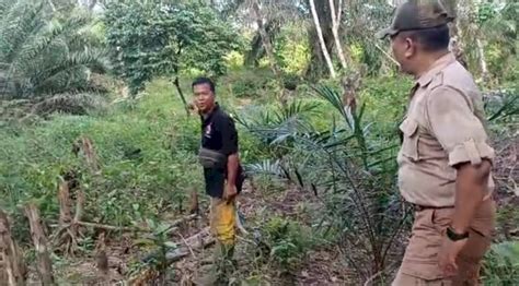 Seekor Beruang Muncul Di Kebun Durian Warga Musi Rawas Desanesia Id