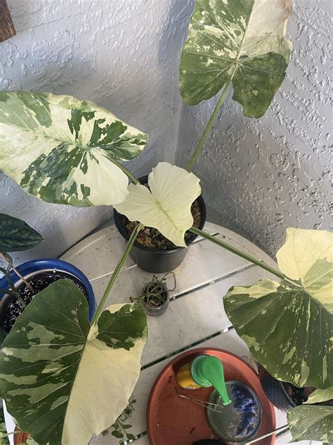 Variegated elephant ear// new leaf 😁 : r/houseplants