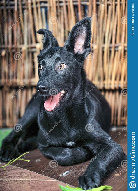 Perro De Mongrel Negro En El Estudio Imagen De Archivo Imagen De