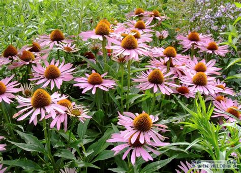 10x Echinacea Purpurea Zonnehoed Per 10