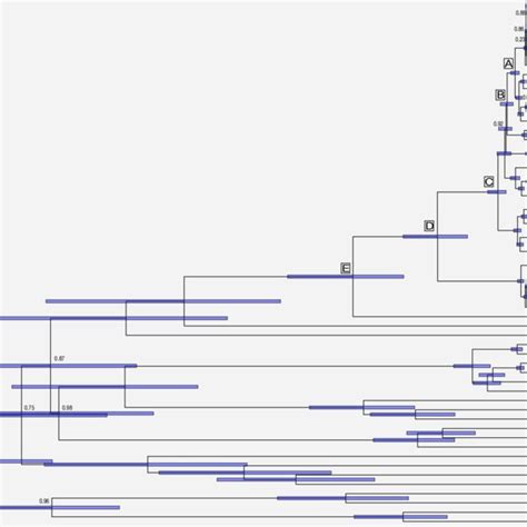 BEAST Bayesian Phylogeny Showing Divergence Patterns And Temporal