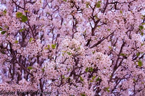 Pear Tree Blossoms by cehavard90 on DeviantArt