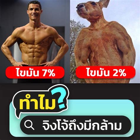 รวมกัน 90 ภาพ จิงโจ้มีกล้าม ใหม่ที่สุด