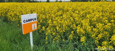 kws campus zdjecie fotka foto numer  galeria rolnicza agrofoto