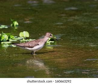 Sandpiper Trail Images Stock Photos Vectors Shutterstock