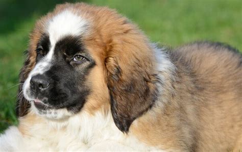 St Bernard mixes- Top 10 St Bernard cross breeds - My Dogs Info