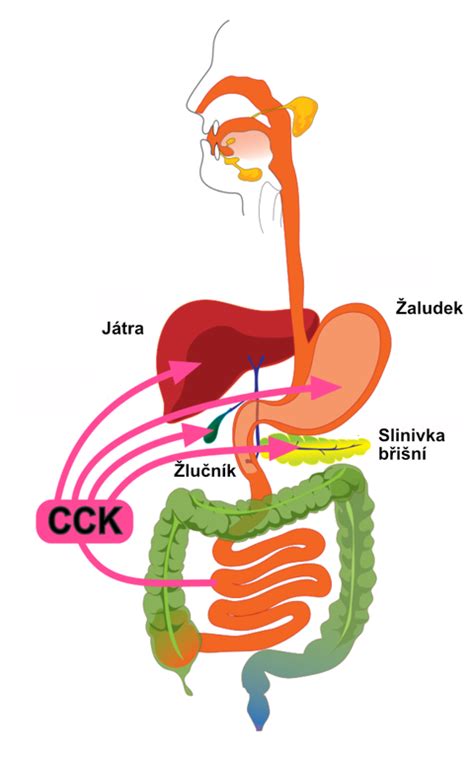 Cholecystokinin - WikiLectures