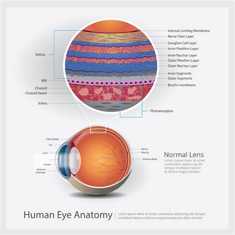 eye layers images    freepik