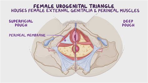 Anatomy Of The Female Urogenital Triangle Video Osmosis