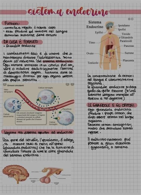 Sistema Endocrino Quaderni Scientifici Sistema Endocrino Lezioni Di