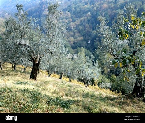 The birthplace home of Leonardo da Vinci Stock Photo - Alamy