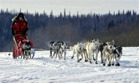 Coronavirus impacts famous Iditarod dog sled race