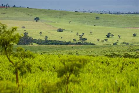 Is Brazil's Cerrado the ''ugly duckling'' of conservation? – Earth Times