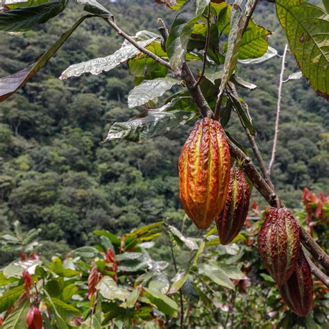 P Ques Quel Est L Impact Cologique De La Culture Du Cacao