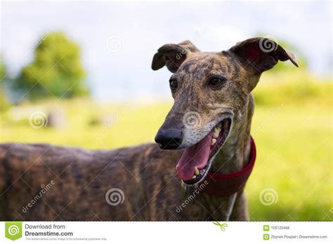 Spanish Galgo Portrait Of Greyhound Outdoor Stock Photo Image Of