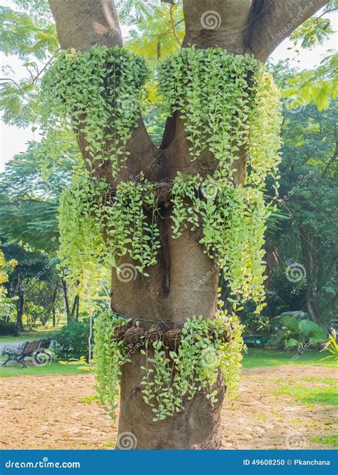 Creeper Plant On The Tree Royalty-Free Stock Image | CartoonDealer.com ...