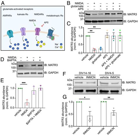 Neuronal Activity Regulates Matrin Abundance And Function In A