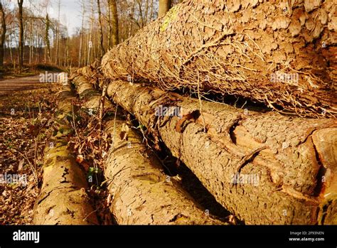 Pile Of Felled Tree Trunks In The Sunlight Stock Photo Alamy