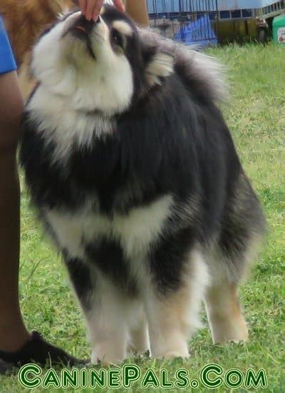 Finnish Lapphund Colors - Everything You Need to Know - Canine Pals