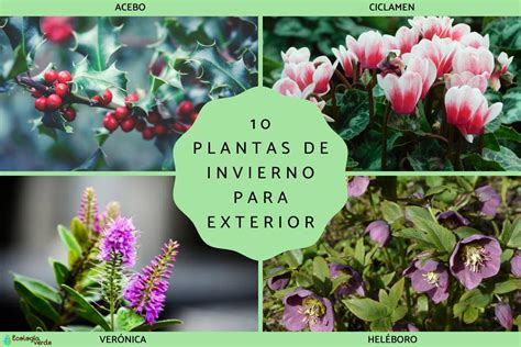 Flores Resistentes De Invierno Para El Exterior Nucleo Jardin