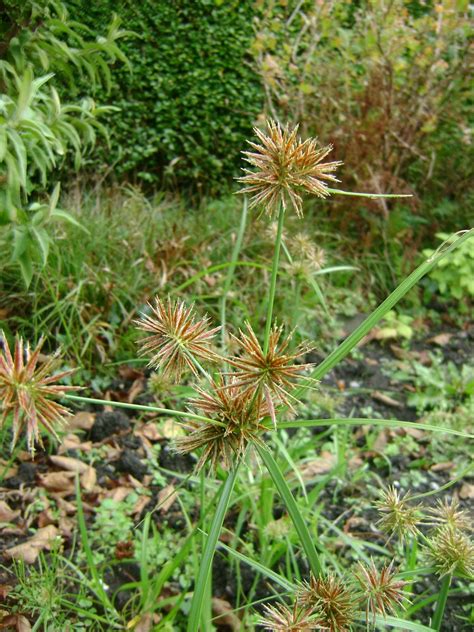 Gower Wildlife: Look out for Cyperus